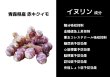 画像3: 定期購入【赤菊芋パウダー】６０包　初回購入分 (3)