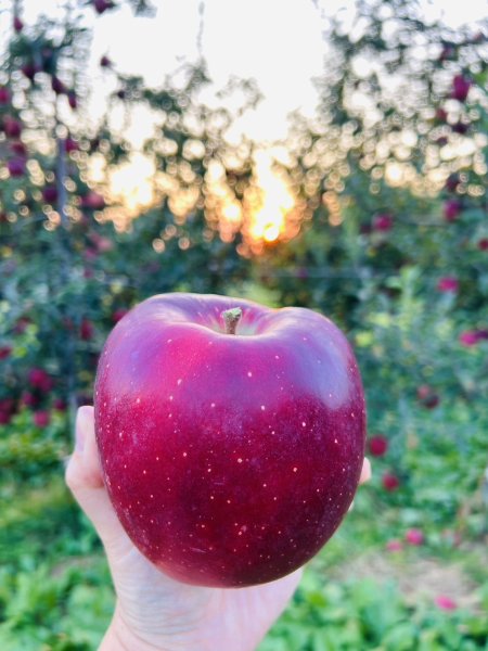 画像2: 【要！説明欄の注意書き閲覧】超希少品種！『おいらせ』 Ｌ パック１０〜１４個『先着３０セット限定』 (2)