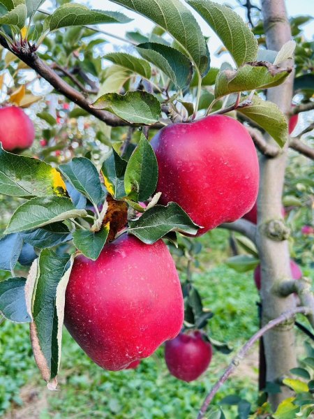 画像3: 【要！説明欄の注意書き閲覧】超希少品種！『おいらせ』 Ｌ パック１０〜１４個『先着３０セット限定』 (3)