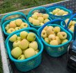 画像2: 【生産者直送】早生品種・真夏のりんご！【黄王（きおう】６〜８個入り　(家庭用)　※送料別(クール便) (2)